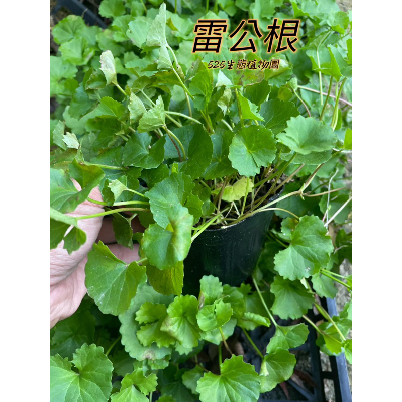 『525生態植物園』雷公根（蚶殼草，積雪草，蚋仔草，含殼草，大馬蹄草，崩大碗）原生植物，地被，草生栽培，觀賞或藥用植物 | 蝦皮購物