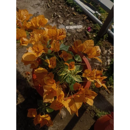 各種九重葛現剪枝條 金色幻想