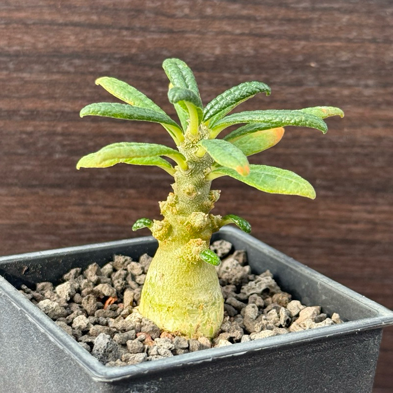 Dorstenia gigas LJN598