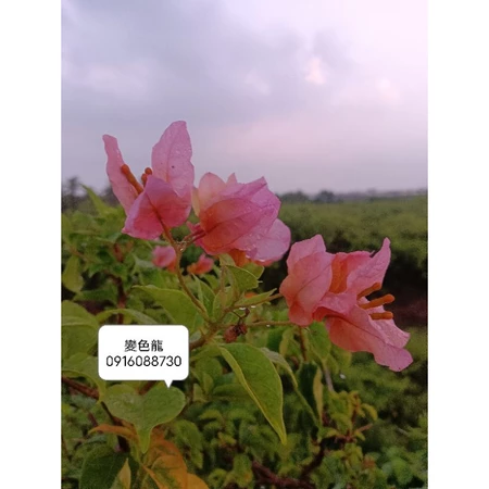 各種九重葛現剪枝條 變色龍