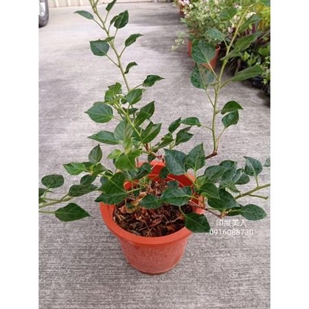 印度美人 7吋盆