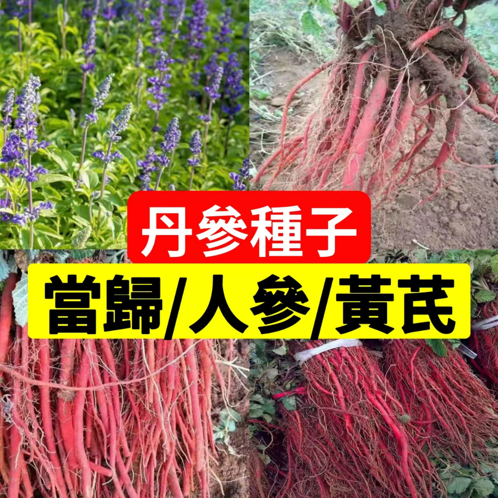現貨【丹參種子】（400粒）正宗丹參種子 血生根種子 紫花丹參 黃芪種子 當歸種子 藥材種子 名貴中藥材 種子包發芽 | 蝦皮購物