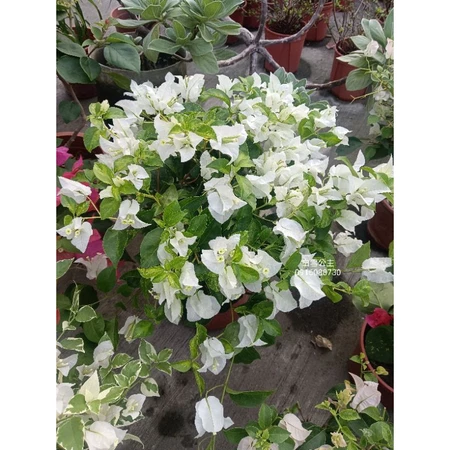 暗斑白雪公主 7吋盆