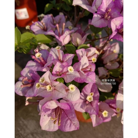 各種九重葛現剪枝條 綠葉冰淇淋