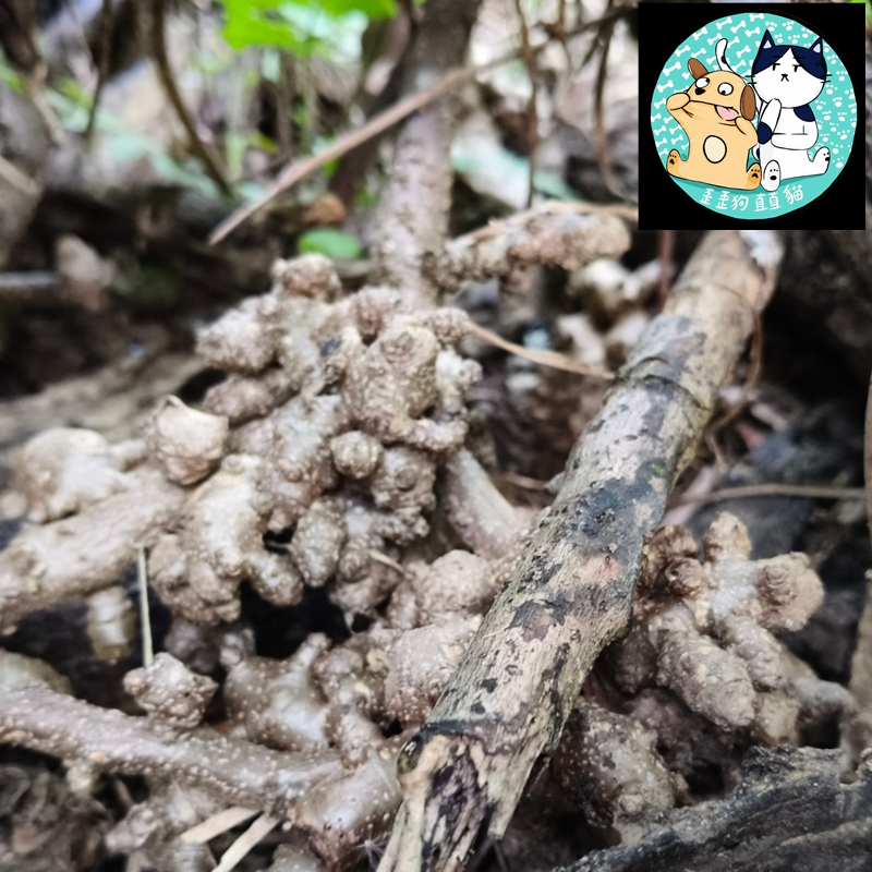 新鮮現採種子自售 川七種子 台灣種植用川七 本土川七種子 新鮮上市, 台灣原生種川七 藤三七 洋落葵 落葵薯 熱帶皇宮菜 | 蝦皮購物