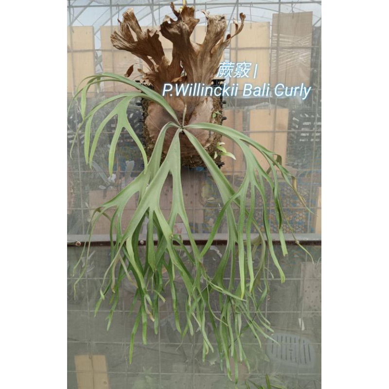 特大阿修羅P. Willinckii cv. Bali. P. willinckii “Wild from