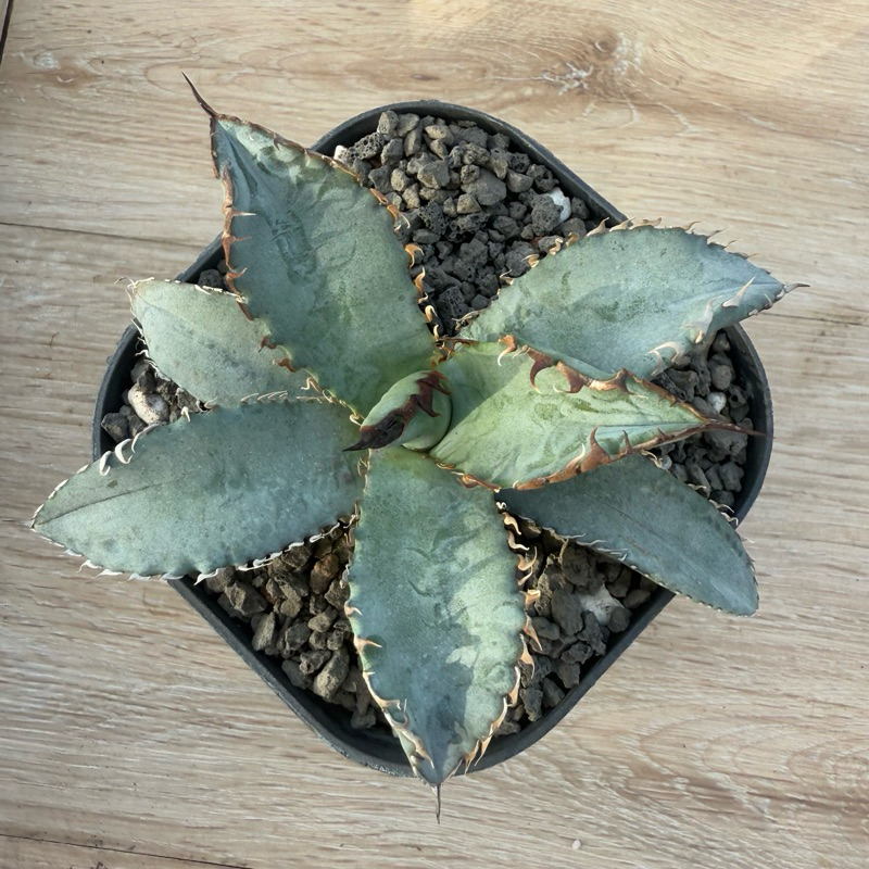 獅毛嚴龍龍舌蘭AGAVE 嚴龍《療癒、舒壓》#塊根#大戟#棒槌#多肉 獅毛嚴龍龍舌蘭AGAVE 嚴龍《療癒、舒壓》#塊根#大戟#棒槌#多肉