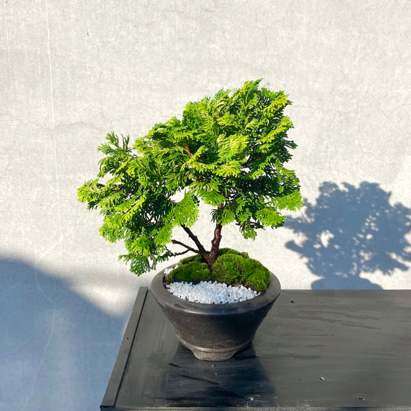 凡才 盆栽鉢 小品盆栽 山野草 - 工芸品