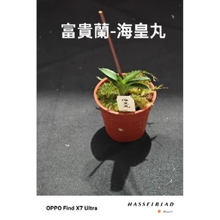 富貴蘭　名護蘭　豹柄 日本富貴蘭-雪山- 蘭科植物【orchid】 - 香港園藝館
