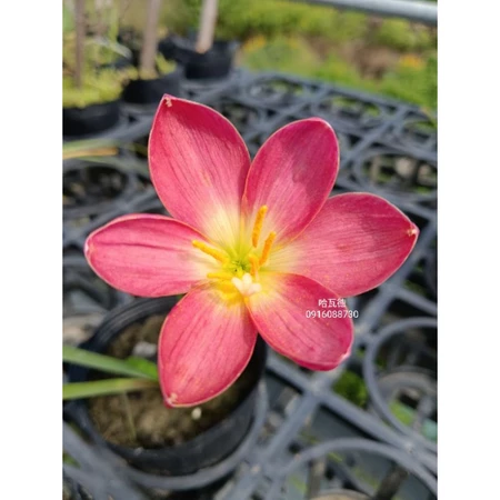 哈瓦德 頂上花藝