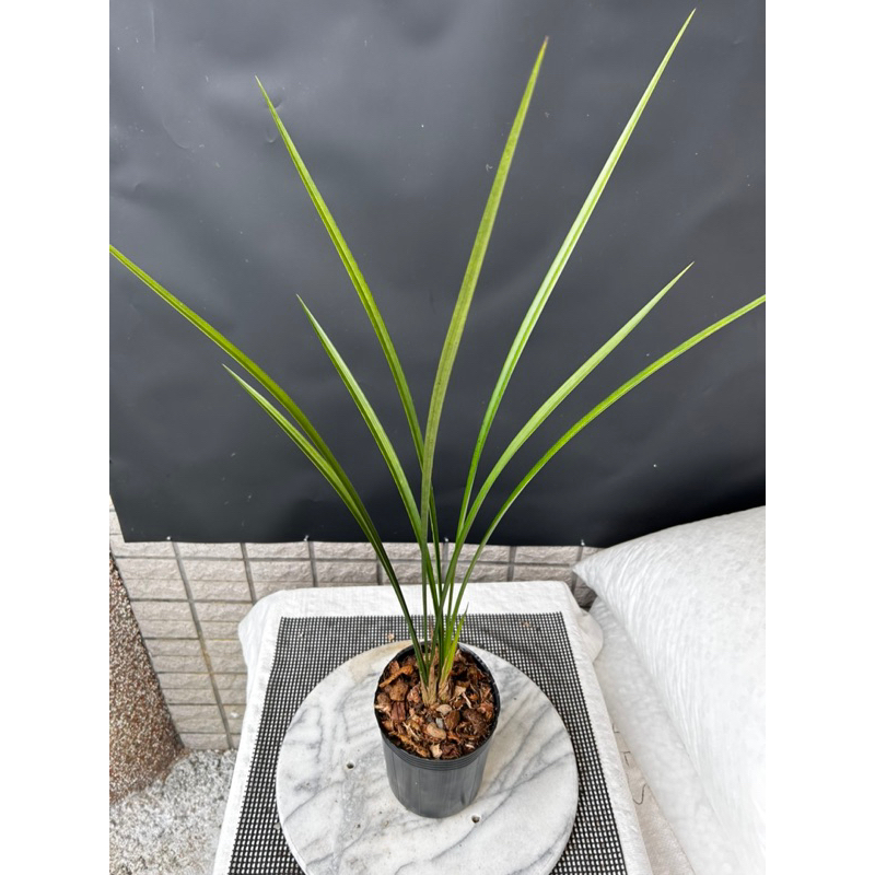 寒蘭-26145-4HD　609　紅無点×渚 佳林蘭園國蘭寒蘭【雪中紅】花期9-3🈷️ | 蝦皮購物