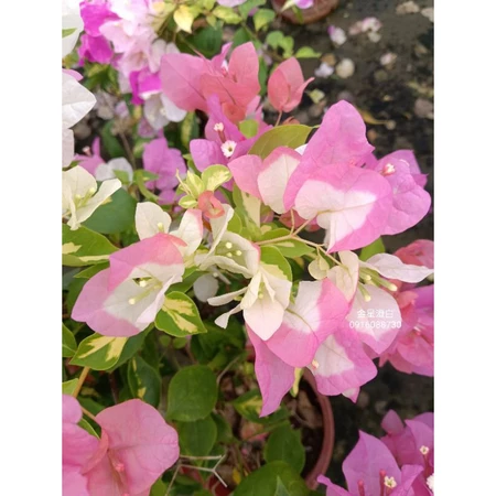 各種九重葛現剪枝條 金星澄白