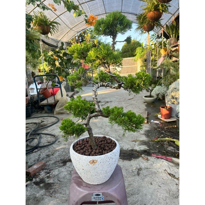 真柏- 優惠推薦- 2025年4月| 蝦皮購物台灣 真柏- 優惠推薦- 2025年4月| 蝦皮購物台灣