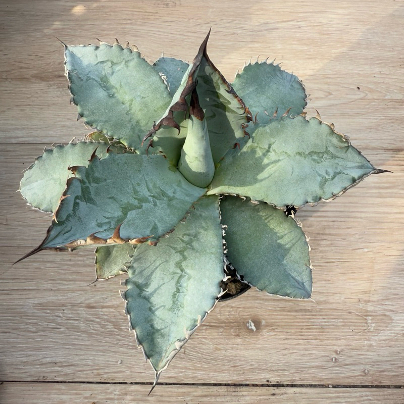 獅毛嚴龍龍舌蘭AGAVE 嚴龍《療癒、舒壓》#塊根#大戟#棒槌#多肉 獅毛嚴龍龍舌蘭AGAVE 嚴龍《療癒、舒壓》#塊根#大戟#棒槌#多肉