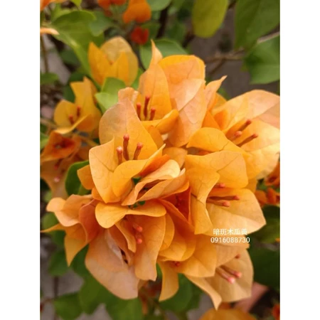 各種九重葛現剪枝條 暗斑木瓜黃