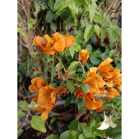 各種九重葛現剪枝條 綠葉木瓜黃