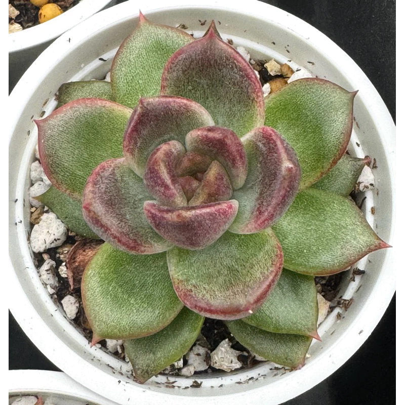 碧綠草園藝/2寸多肉植物/80種以上/婚禮小物植物教學/可批發