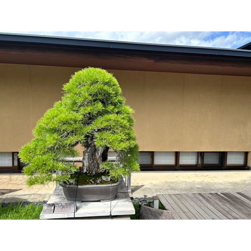 日式五針松-日式盆栽造景 | 蝦皮購物