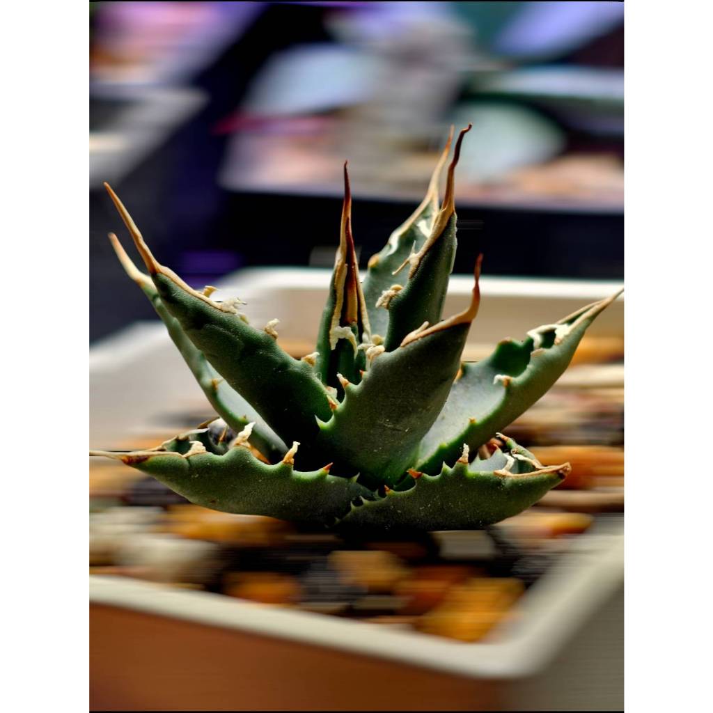 綠色植緣】AGAVE HYBRID ♕ EB妖炎/ 象牙妖炎*特選（超狂長刺）--龍舌