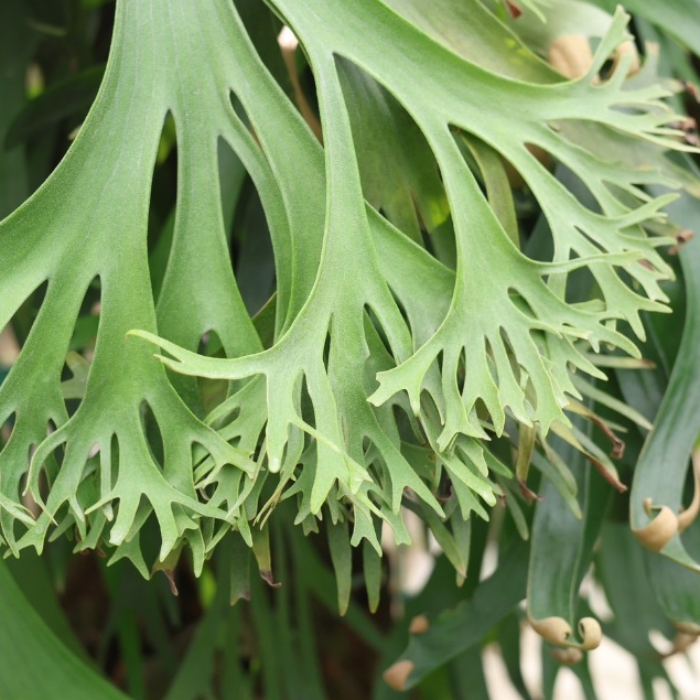 希少 Platycerium 'SS Foong 千手観音 千手觀音Platycerium SS foong(TC) 鹿角蕨3吋盆苗【阿金的便秘花園