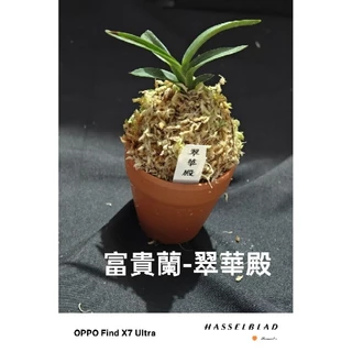 富貴蘭　曙羅紗法師 富貴蘭 曙羅紗法師