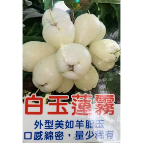 👍香甜可口【大果巨黑蓮霧】苗鮮美多汁的蓮霧品種，可地植也可盆種