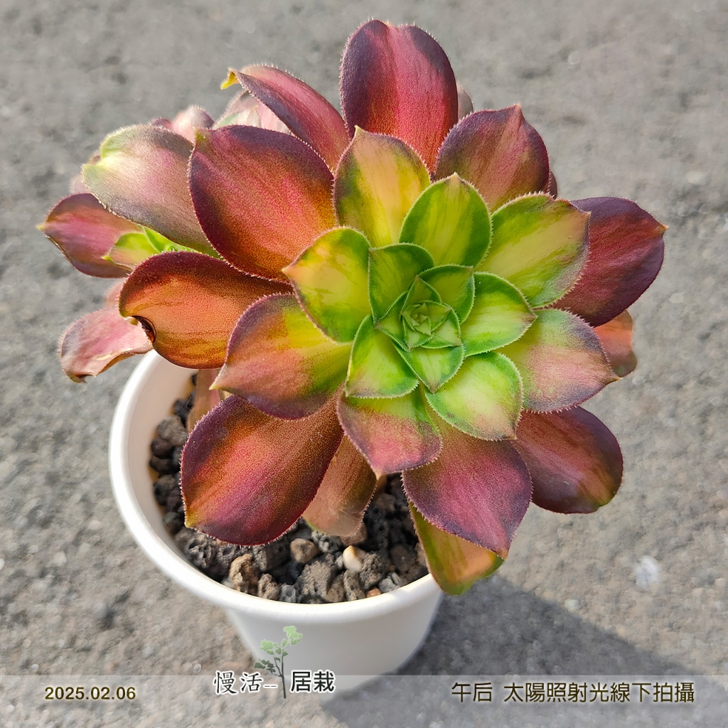 慢活❤️居栽。多肉韶華法師／02.09一物一拍2株合植／超穩根超顯色好渡