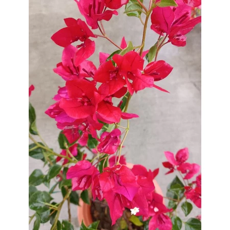 各種九重葛現剪枝條 紅九月