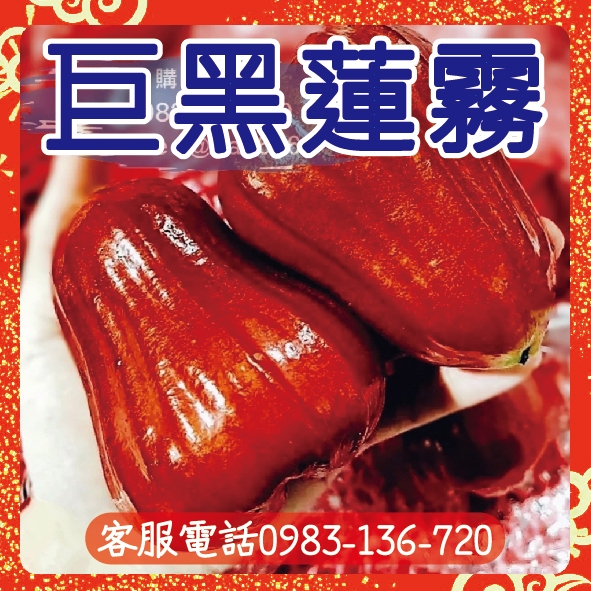 👍香甜可口【大果巨黑蓮霧】苗鮮美多汁的蓮霧品種，可地植也可盆種