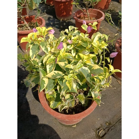 粉紅騎士 7吋盆