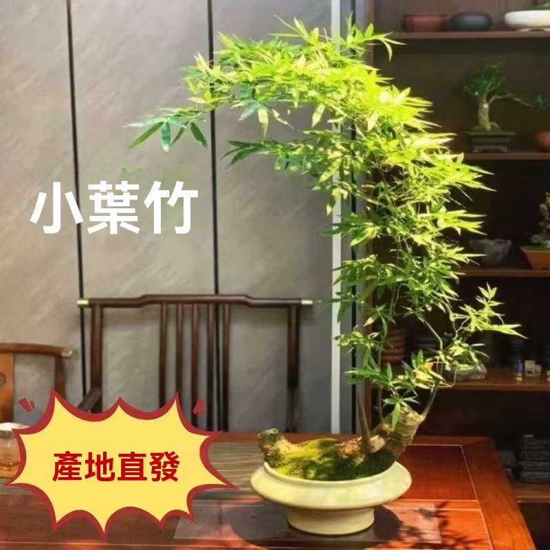 【小葉簕竹種根】簕竹種苗根苗室內外小型勒竹子盆栽庭院盆景四季綠植竹苗長青好養名貴盆景竹子根苗 | 蝦皮購物