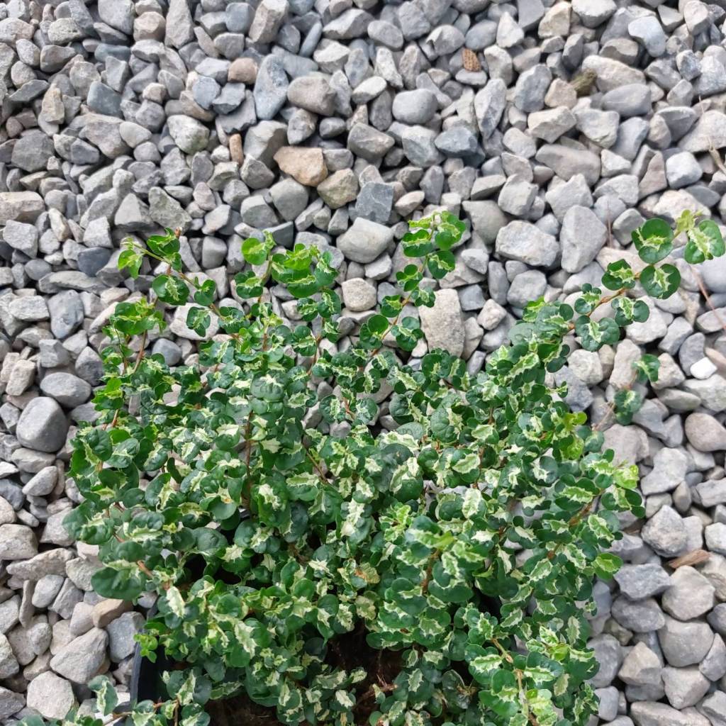 黃中斑霹靂Ficus pumila “Curly” | 蝦皮購物