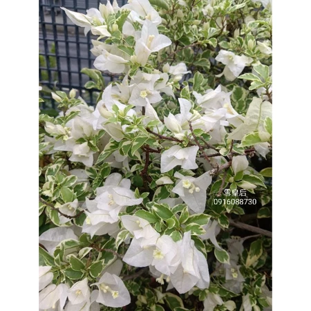 各種九重葛現剪枝條 雪皇后