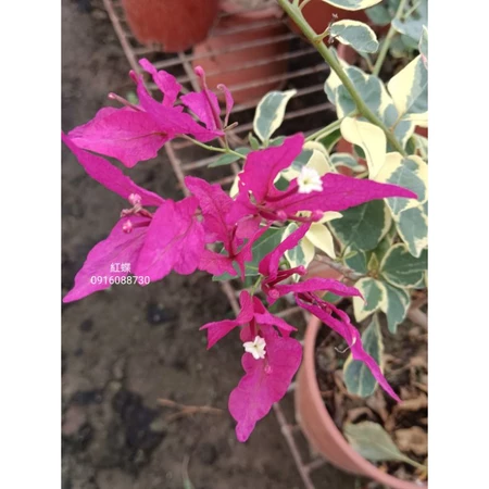 各種九重葛現剪枝條 紅蝶