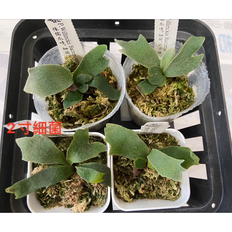 非冷房‼️細菌孢子苗細菌侏儒爪哇， P.willinckii Bacteria