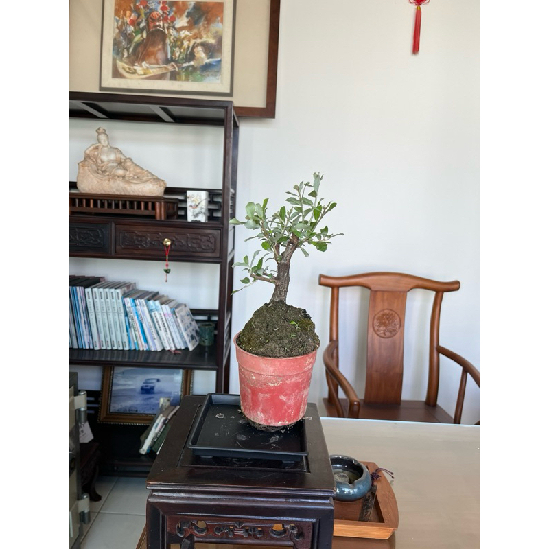 日本寒茱萸/ 宜梧/ 銀梧｜3.5吋盆～精品露根盆栽素材⋯ | 蝦皮購物