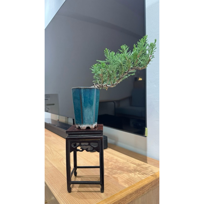 真柏_小品盆栽_造型真柏_送禮 | 蝦皮購物