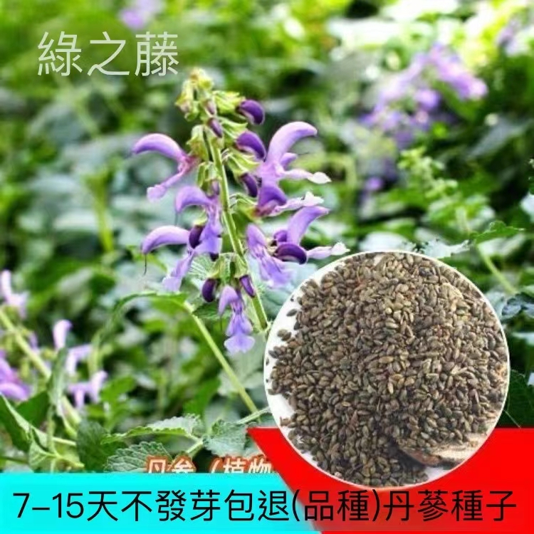 丹參種子 血生根種子 紅丹參 野生丹參 中藥材種子 名貴中藥材 用途廣泛 四季種植 種子 超低價 一元2粒 | 蝦皮購物