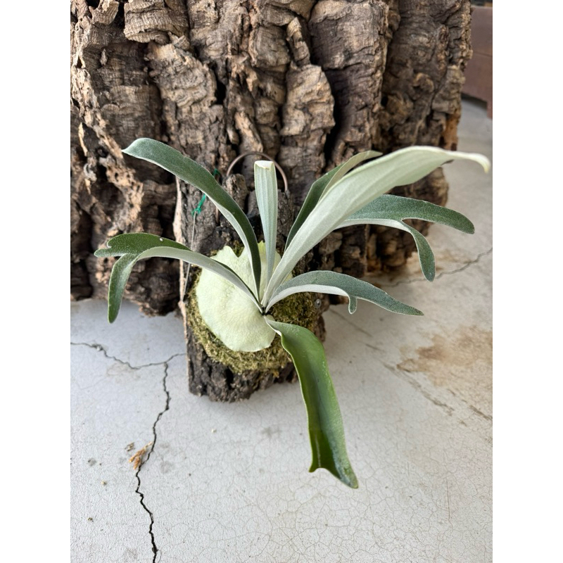 鹿角蕨｜澳銀｜P.Veitchii wild Aus#3｜上板側芽| 蝦皮購物