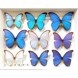 希少！ 蝶 標本 全9頭 蟲新發現蝴蝶藝品館, 線上商店| 蝦皮購物