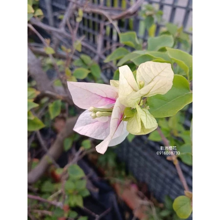 各種九重葛現剪枝條 漳州櫻花