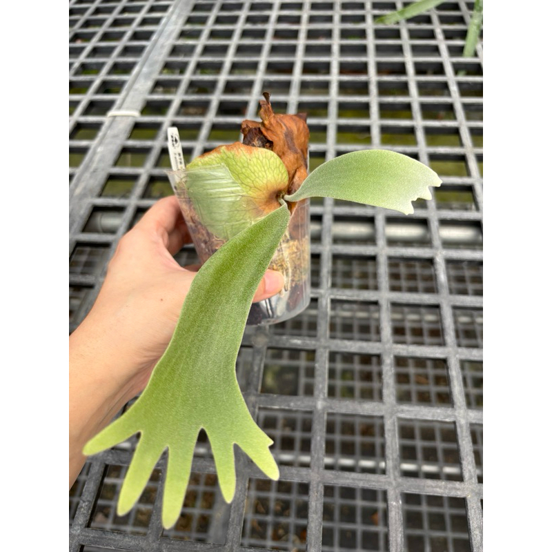 P. Willinckii Spore - Platycerium for Sale | Rare