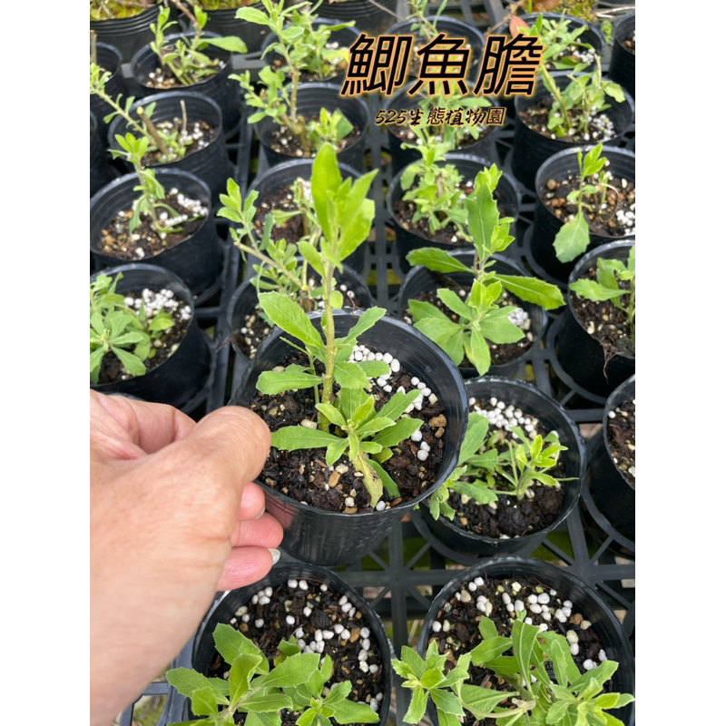 『525生態植物園』鯽魚膽（欒樨，闊苞菊，格雜樹，冬青菊，頂闞閂）原生植物，水土保持，可做沐浴包，香草，葉可食或藥用植物 | 蝦皮購物