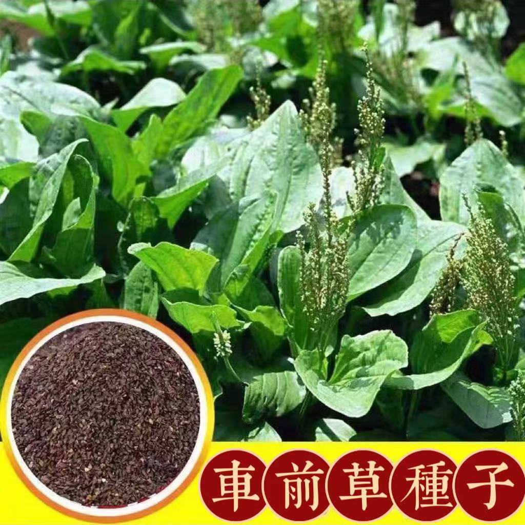 【車前草種子】四季車前子 藥用材料種籽 盆栽 地栽大葉車前草 野生車前草耐旱耐寒 食用車前草籽 限時搶購 | 蝦皮購物