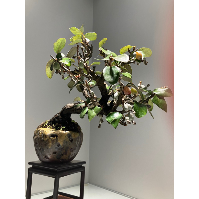 台湾茱萸盆栽 日本寒茱萸（日本長果銀梧）掌上盆栽| 蝦皮購物