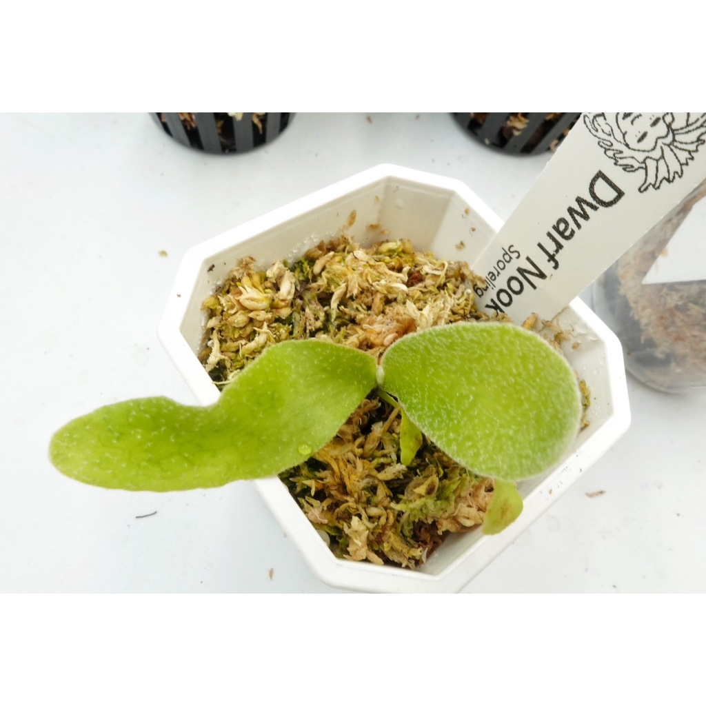 植鹿入》P.Willinckii Dwarf Nook Spore | 蝦皮購物
