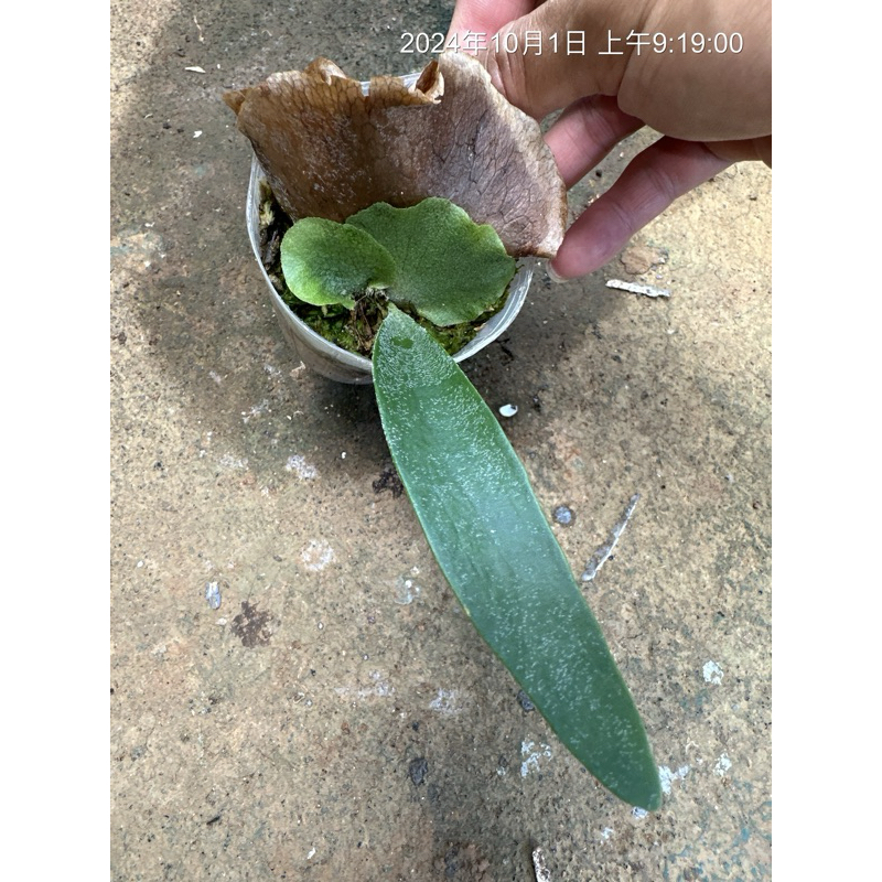 Fern➰蕨戀➰Love 』「 Bif x veitchii 」普鹿交銀鹿混播種鹿角蕨平價