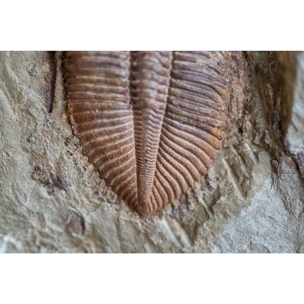 售出留念］王冠三葉蟲（Coronocephalus changningensis） 保留部分頭刺