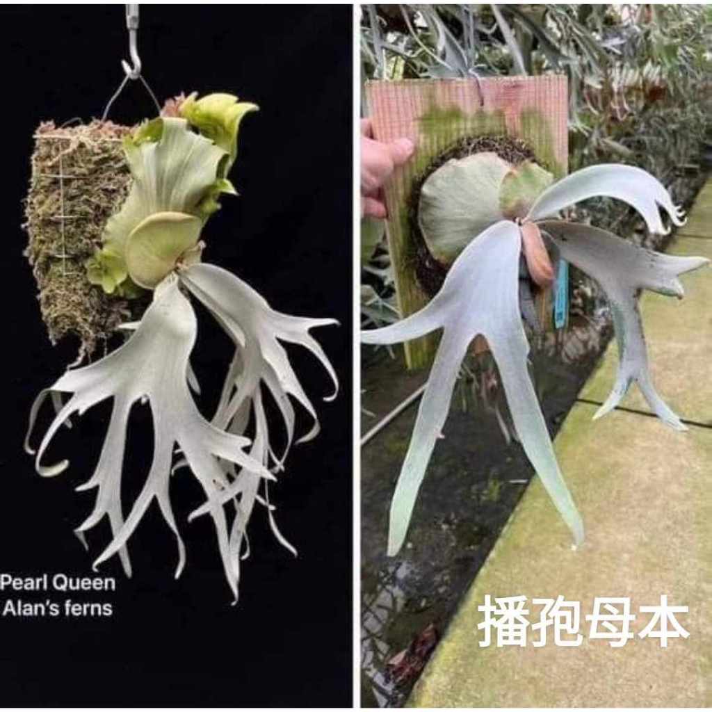 絲滑嫩白的珍珠皇后Platycerium willinckii Pearl Queen 還有