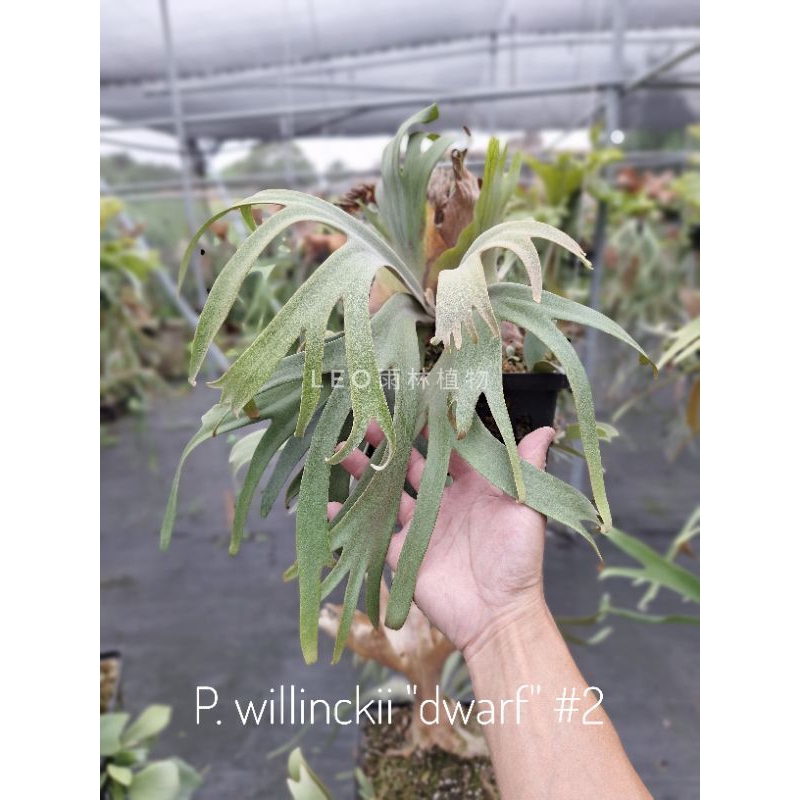 P. willinckii 